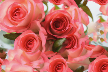 roses top view macro coral color, seamless texture