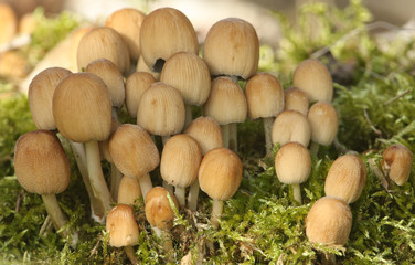 A cluster of pretty Glistening Inkcap, Coprinellus micaceus, mushroom, growing though moss on the forest floor.