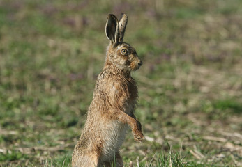 A stunning Brown Hare, Lepus europaeus, standing on its hind legs.