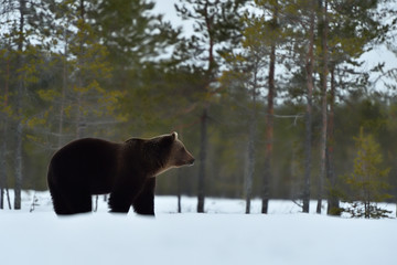 Big male bear on snow in spring