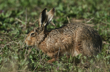 A stunning Brown Hare, Lepus europaeus, resting in a meadow in the UK. 
