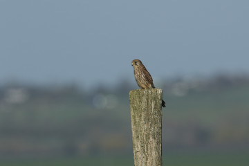  A pretty hunting Kestrel (Falco tinnunculus) perched on a wooden post.