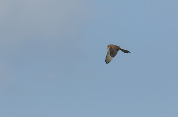 A hovering Kestrel, Falco tinnunculus, in flight hunting for food.
