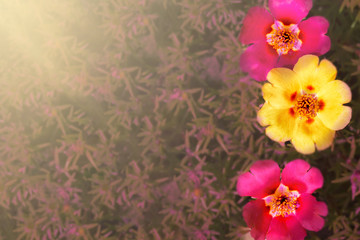 Abstract spring or summer bokeh background