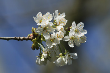 A branch of pretty white Cherry blossom (Prunus) in full bloom.