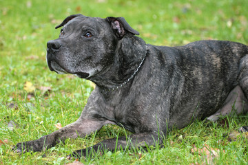 American Staffordshire Terrier liegt im Gras