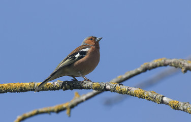 A stunning male Chaffinch, Fringilla coelebs, perching on a branch in a tree.