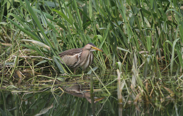A rare Little Bittern (Ixobrychus minutus) hunting for food in the reeds in the UK.	