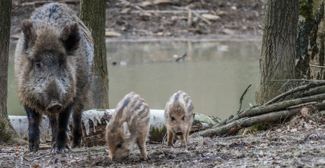 Wildschwein Mutter mit Frischlingen