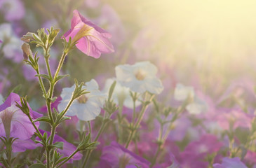 Beautiful flowers background for wedding scene