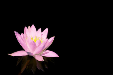 Spa still life with water lily on black background. Space for text