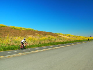 サイクリング道路と菜の花咲く土手風景
