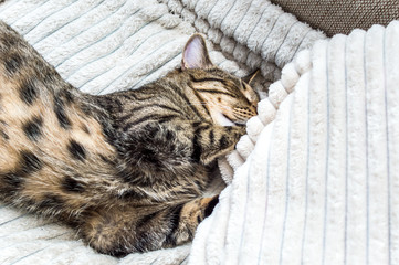 Muzzle close-up of a sleeping cat on the bed.
