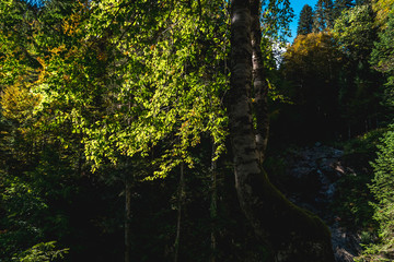 Sunlit foliage and dark birch tree trunk in shadow, and mountain forest rocky waterfall in background on sunny autumn day