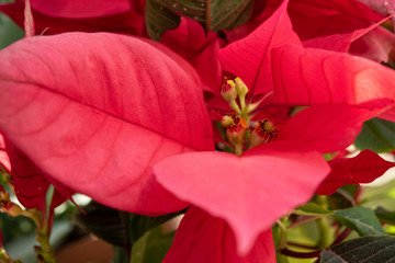 Close-up image of beautiful garden flower