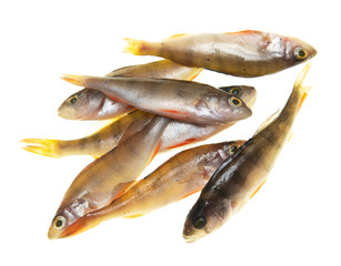 small fish perch on white background