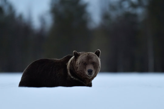 Brown Bear Deep In The Snow At Spring