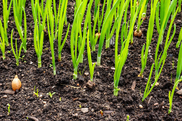 Green onion feathers grow in garden