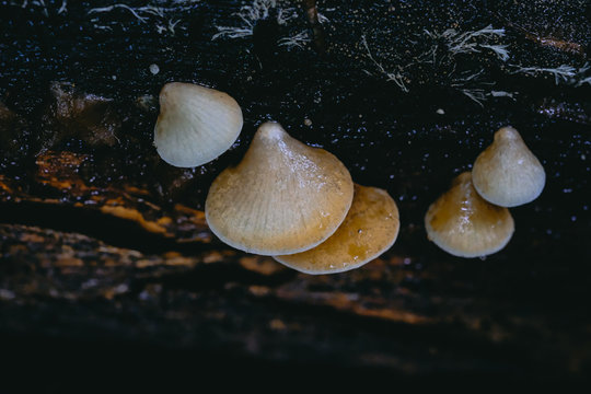 Wild mushrooms in the tropical forests of Asia.