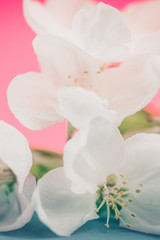 Obraz na płótnie Canvas Apple blossoms over blurred color background