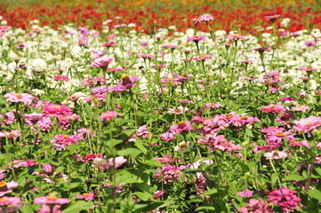 flowering shrubs