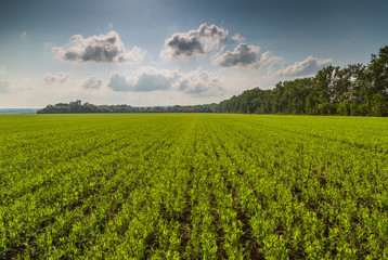 Pea field. Lush, bush