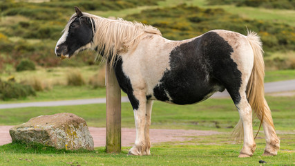Fototapeta premium A wild horse near Hay Bluff and Twmpa in the Black Mountains, Wales, UK