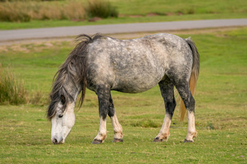 Naklejka na ściany i meble A wild horse near Hay Bluff and Twmpa in the Black Mountains, Wales, UK