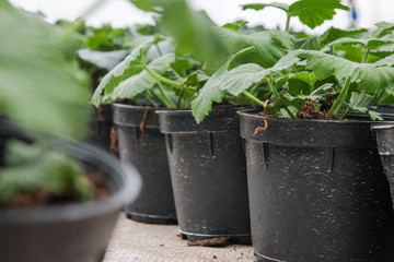 seeding in greenhouse. seeding plants greenhouse. seeding in greenhouse concept. plant seedling in greenhouse. new life