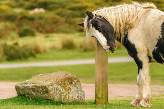 A wild horse near Hay Bluff and Twmpa in the Black Mountains, Wales, UK