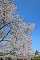 Naklejka premium Soft focus of Cherry Blossom or Sakura flower, full bloom with clear blue sky background in spring time in Japan. Nature concept.