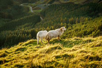 A sheep in the evening sun near Treorchy, overlooking the Ogmore Valley in Rhondda Cynon Taf, Mid Glamorgan, Wales, UK
