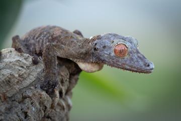 Amazing exotic gecko sitting still on a tree carefully watching the surroundings. Beautiful natural...