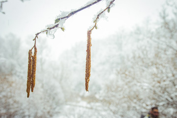 branch of willow in winter