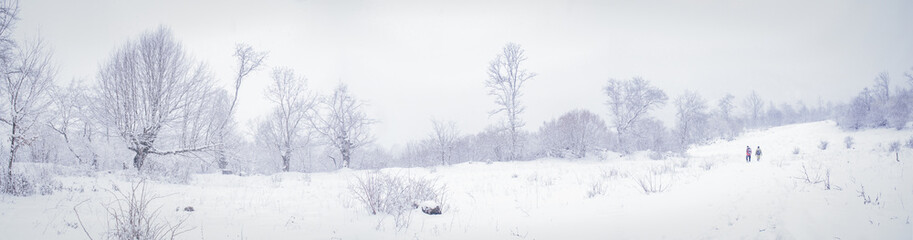 Obraz premium landscape with fog and trees in winter