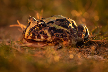 Colorful and warm light photo of exotic frog sitting in grass. Still sitting amphibian, wonderful natural shot.