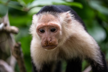 Capuchin monkey on a branch in the tropical forest of Cahuita