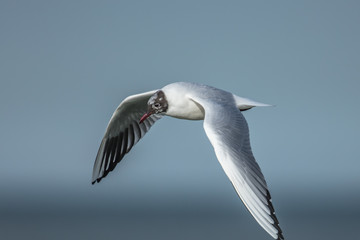 möwe i flug