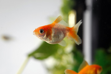 Beautiful fish in aquarium