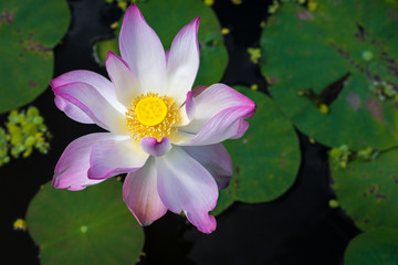 colorful Lotus flower in the pond