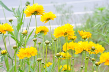 Fototapeta premium wild chrysanthemum flower