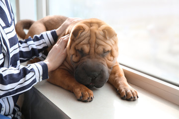 Cute funny dog with owner near window