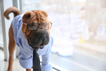 Cute funny dog dressed as businessman near window