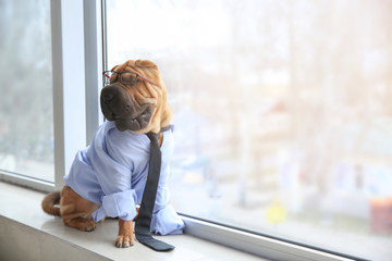 Cute funny dog dressed as businessman near window