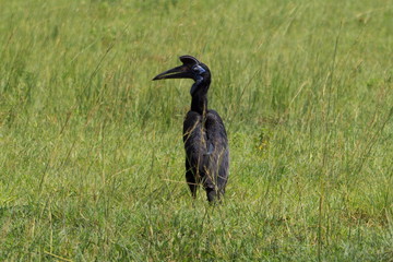 bird in the grass