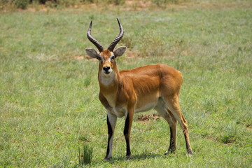 impala in uganda