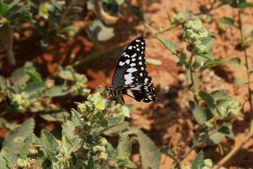 butterfly on flower