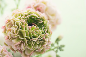 ピンクとグリーンのラナンキュラス