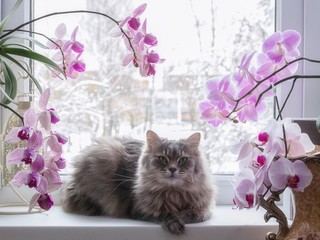Portrait of a beautiful cat on the window surrounded by orchids