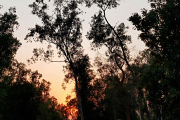 Fototapeta na wymiar Sunset Forest